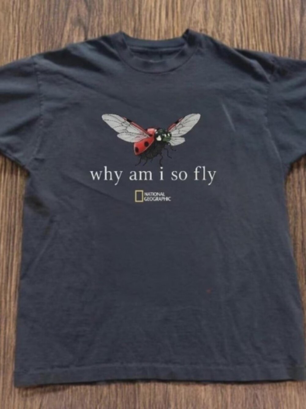 "Why Am I So Fly?" - Quirky Ladybug Graphic Tee